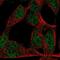 Zinc Finger Protein 423 antibody, PA5-66798, Invitrogen Antibodies, Immunofluorescence image 