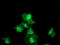 Meis Homeobox 3 antibody, TA800232, Origene, Immunofluorescence image 