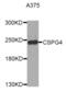 Chondroitin Sulfate Proteoglycan 4 antibody, abx002598, Abbexa, Western Blot image 
