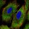 Protocadherin Alpha 12 antibody, HPA035812, Atlas Antibodies, Immunofluorescence image 