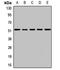Protein Tyrosine Kinase 6 antibody, LS-C668173, Lifespan Biosciences, Western Blot image 