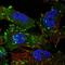 Tensin 3 antibody, HPA055338, Atlas Antibodies, Immunofluorescence image 