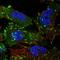 Tensin-3 antibody, HPA055338, Atlas Antibodies, Immunofluorescence image 