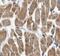 Beta-Ureidopropionase 1 antibody, FNab09269, FineTest, Immunohistochemistry frozen image 