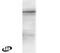 Spleen Associated Tyrosine Kinase antibody, PA1-9104, Invitrogen Antibodies, Western Blot image 