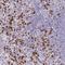Regulator Of Calcineurin 2 antibody, NBP2-30409, Novus Biologicals, Immunohistochemistry frozen image 