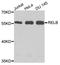 Transcription factor RelB antibody, A0519, ABclonal Technology, Western Blot image 