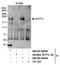 DOT1 Like Histone Lysine Methyltransferase antibody, NB100-40846, Novus Biologicals, Immunoprecipitation image 
