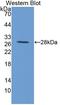 MutY DNA Glycosylase antibody, LS-C373694, Lifespan Biosciences, Western Blot image 