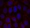 Insulin Like Growth Factor 1 antibody, orb14812, Biorbyt, Immunocytochemistry image 
