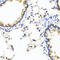 Interferon Lambda 1 antibody, A07060-1, Boster Biological Technology, Immunohistochemistry frozen image 