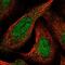 Cyclin Dependent Kinase Like 1 antibody, NBP2-57291, Novus Biologicals, Immunofluorescence image 