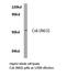 C-Terminal Src Kinase antibody, LS-C176908, Lifespan Biosciences, Western Blot image 