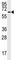 MAP2 antibody, F53515-0.1ML, NSJ Bioreagents, Western Blot image 