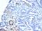 Myosin Heavy Chain 11 antibody, GTX02683, GeneTex, Immunohistochemistry paraffin image 