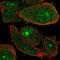 WD Repeat, Sterile Alpha Motif And U-Box Domain Containing 1 antibody, PA5-66143, Invitrogen Antibodies, Immunofluorescence image 