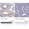 Synaptonemal Complex Central Element Protein 1 antibody, NBP1-88971, Novus Biologicals, Immunohistochemistry paraffin image 