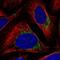 Branched Chain Keto Acid Dehydrogenase Kinase antibody, NBP2-54937, Novus Biologicals, Immunofluorescence image 