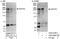 Centrosomal Protein 152 antibody, A302-479A, Bethyl Labs, Immunoprecipitation image 