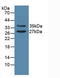 Uracil DNA Glycosylase antibody, LS-C373546, Lifespan Biosciences, Western Blot image 