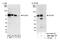 SLAIN Motif Family Member 1 antibody, NBP2-04062, Novus Biologicals, Western Blot image 