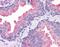 Transmembrane Protein 184A antibody, orb94377, Biorbyt, Immunohistochemistry paraffin image 