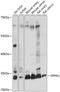 Developmental pluripotency-associated protein 2 antibody, 15-808, ProSci, Western Blot image 