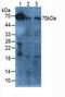 Afamin antibody, LS-C298166, Lifespan Biosciences, Western Blot image 