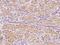 Deuterosome Assembly Protein 1 antibody, 203719-T08, Sino Biological, Immunohistochemistry paraffin image 