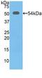 Solute Carrier Family 3 Member 2 antibody, LS-C302722, Lifespan Biosciences, Western Blot image 