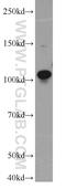 DNA Topoisomerase III Alpha antibody, 14525-1-AP, Proteintech Group, Western Blot image 
