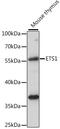ETS Proto-Oncogene 1, Transcription Factor antibody, A15666, ABclonal Technology, Western Blot image 