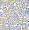 Programmed Cell Death 6 antibody, FNab06242, FineTest, Immunohistochemistry frozen image 