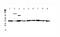 Caspase 4 antibody, A02941-2, Boster Biological Technology, Western Blot image 