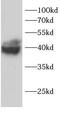 Serine/threonine-protein phosphatase PP1-gamma catalytic subunit antibody, FNab10276, FineTest, Western Blot image 