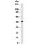 Keratin 18 antibody, orb317155, Biorbyt, Western Blot image 