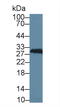 Carbonic Anhydrase 2 antibody, LS-C293139, Lifespan Biosciences, Western Blot image 