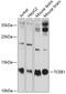 Elongin C antibody, GTX65577, GeneTex, Western Blot image 