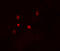 Autophagy Related 4D Cysteine Peptidase antibody, 8075, ProSci, Immunofluorescence image 
