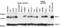 Bcl-2-like protein 2 antibody, ALX-804-353-C100, Enzo Life Sciences, Western Blot image 