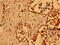 Nuclear Mitotic Apparatus Protein 1 antibody, CSB-PA016185YA01HU, Cusabio, Immunohistochemistry frozen image 