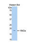 Hemopexin antibody, LS-C372862, Lifespan Biosciences, Western Blot image 