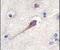 Hippocalcin antibody, PA5-11653, Invitrogen Antibodies, Immunohistochemistry paraffin image 