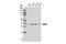 WD Repeat Domain 5 antibody, 13073S, Cell Signaling Technology, Western Blot image 