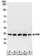 RAN, Member RAS Oncogene Family antibody, NBP2-32280, Novus Biologicals, Western Blot image 