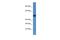 Sestrin 1 antibody, PA5-70072, Invitrogen Antibodies, Western Blot image 