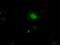 Pim-2 Proto-Oncogene, Serine/Threonine Kinase antibody, TA501060, Origene, Immunofluorescence image 