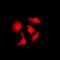 Interactor Of Little Elongation Complex ELL Subunit 2 antibody, orb101660, Biorbyt, Immunofluorescence image 
