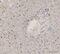 CD74 Molecule antibody, ab9514, Abcam, Immunohistochemistry paraffin image 