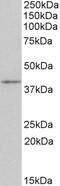 Paired Box 1 antibody, 42-442, ProSci, Western Blot image 